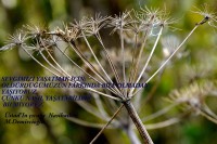/album/www-m-demircioglu/csc0272-jpg/