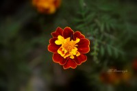/album/www-m-demircioglu/dsc0253-1088-jpg/