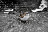 /album/www-m-demircioglu/dsc0728-2292-jpg/