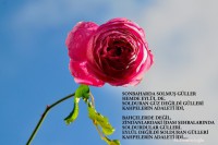 /album/www-m-demircioglu/csc-0014-5053-jpg/